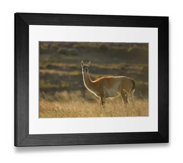 Framed Print : South America, Chile