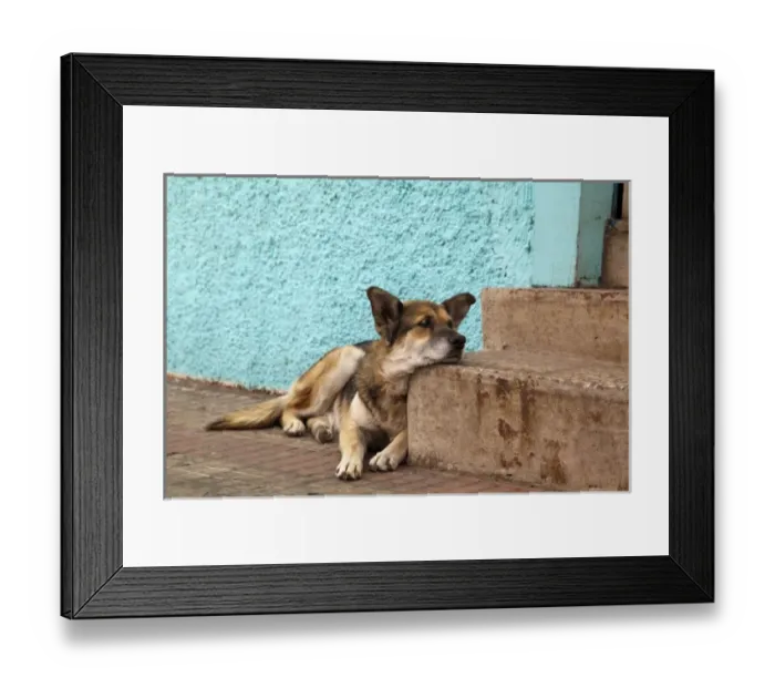 Framed Print : South America, Chile, Valparaiso. German shepherd rests his head on a step. (UNESCO Framed Print : South America, Chile, Valparaiso. German shepherd rests his head on a step. (UNESCO