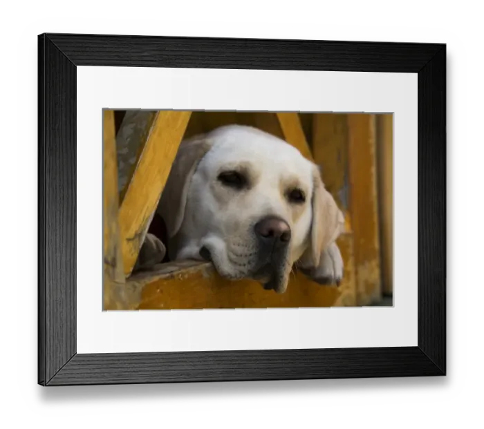 Framed Print : Blond Labrador retriever, Patagonia, Chile