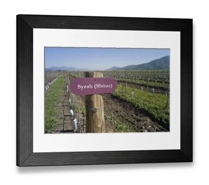 Framed Print : Shiraz, vineyard, Casa Blanca Valley, Chile Framed Print : Shiraz, vineyard, Casa Blanca Valley, Chile