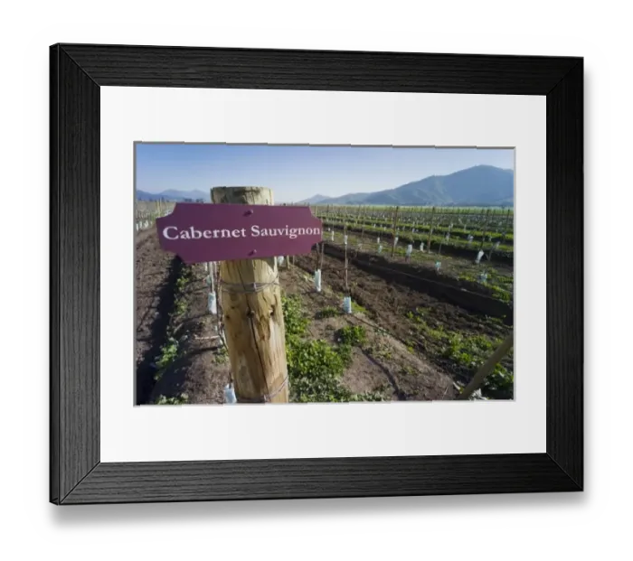 Framed Print : Cabernet Sauvignon, vineyard, Casa Blanca Valley, Chile Framed Print : Cabernet Sauvignon, vineyard, Casa Blanca Valley, Chile