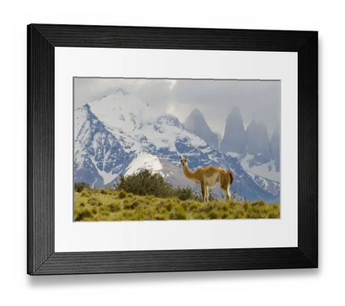 Framed Print : Guanaco with Paine Towers in background, Torres Del Paine National Park, Region 12 Framed Print : Guanaco with Paine Towers in background, Torres Del Paine National Park, Region 12