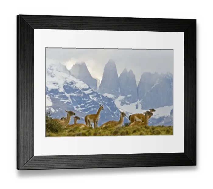 Framed Print : Herd of Guanacos with Paine Towers in background, Torres Del Paine National Park Framed Print : Herd of Guanacos with Paine Towers in background, Torres Del Paine National Park