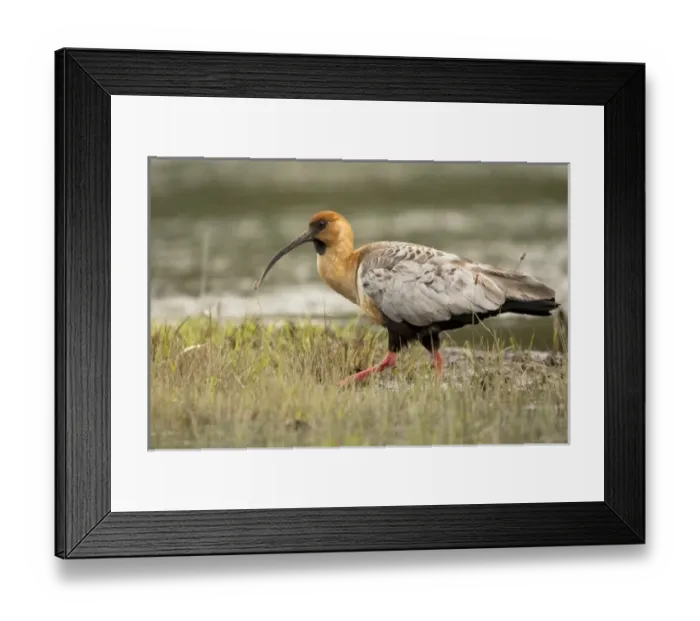 Framed Print : South America, Chile Framed Print : South America, Chile