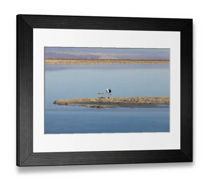 Framed Print : South America, Chile, Atacama desert, Avocet bird on the saltlake Salar de Atacama, practicing Yoga Framed Print : South America, Chile, Atacama desert, Avocet bird on the saltlake Salar de Atacama, practicing Yoga