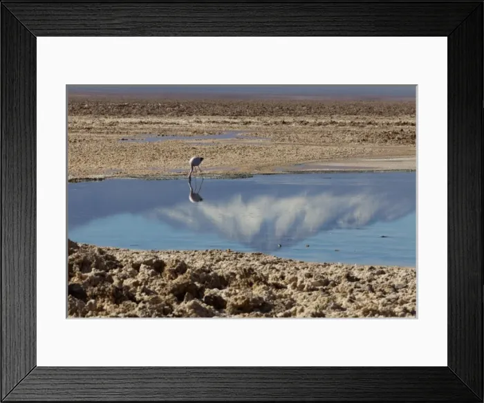 Framed Print : South America, Chile, Atacama desert, Flamingos at the saltlake Salar de Atacama Framed Print : South America, Chile, Atacama desert, Flamingos at the saltlake Salar de Atacama