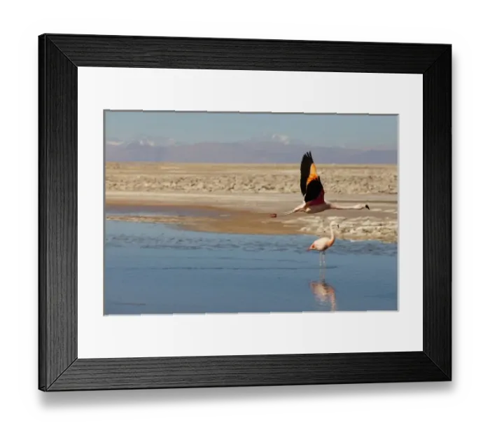 Framed Print : South America, Chile, Atacama desert, Flamingos at the saltlake Salar de Atacama Framed Print : South America, Chile, Atacama desert, Flamingos at the saltlake Salar de Atacama