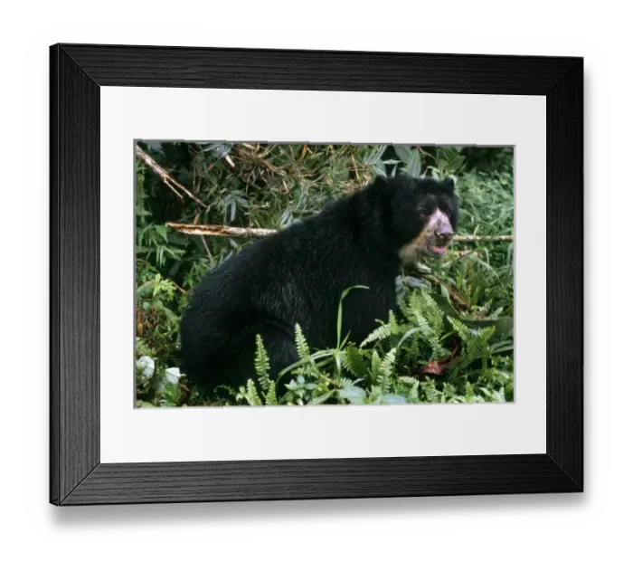 Framed Print : South America, Chile Framed Print : South America, Chile