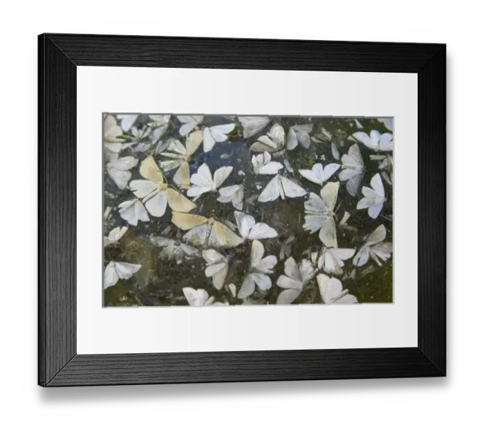 Framed Print : Moths, Patagonia, Chile Framed Print : Moths, Patagonia, Chile