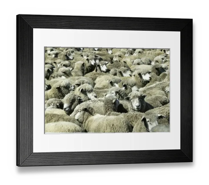 Framed Print : Sheep in ranch, Torres del Paine, Patagonia, Chile Framed Print : Sheep in ranch, Torres del Paine, Patagonia, Chile
