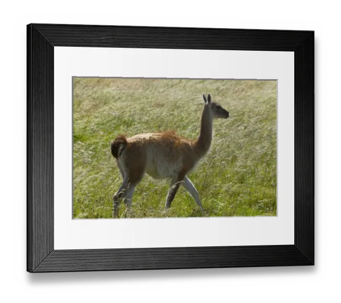 Framed Print : South America, Chile Framed Print : South America, Chile
