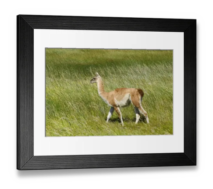 Framed Print : South America, Chile Framed Print : South America, Chile