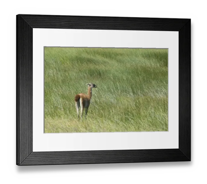 Framed Print : South America, Chile Framed Print : South America, Chile