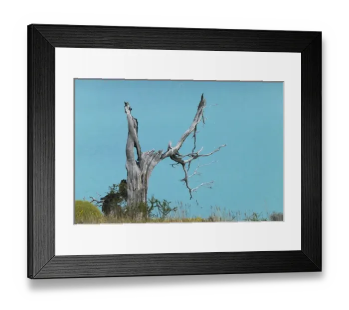 Framed Print : Dead tree against turquoise water, Rio Grey, Torres del Paine National Park, Patagonia Framed Print : Dead tree against turquoise water, Rio Grey, Torres del Paine National Park, Patagonia