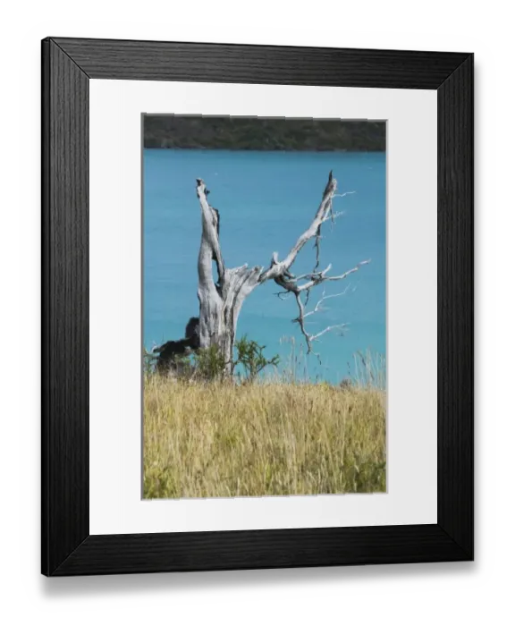 Framed Print : Dead tree against turquoise water, Rio Grey, Torres del Paine National Park, Patagonia Framed Print : Dead tree against turquoise water, Rio Grey, Torres del Paine National Park, Patagonia