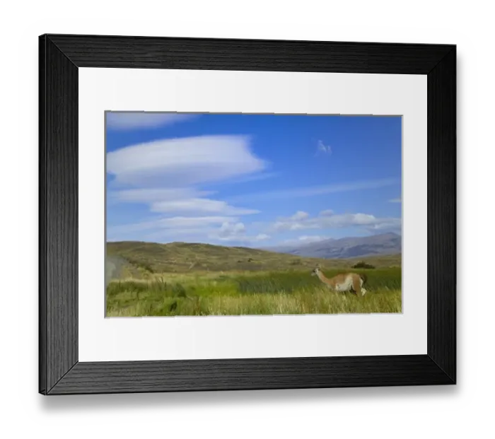 Framed Print : Guanacos on the meadow by Lago Pehoe, Torres del Paine National Park, Patagonia, Chile Framed Print : Guanacos on the meadow by Lago Pehoe, Torres del Paine National Park, Patagonia, Chile