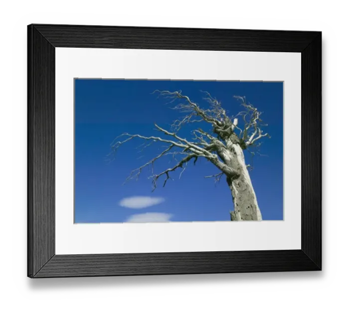 Framed Print : Dead tree against blue sky, Torres del Paine National Park, Patagonia, Chile Framed Print : Dead tree against blue sky, Torres del Paine National Park, Patagonia, Chile