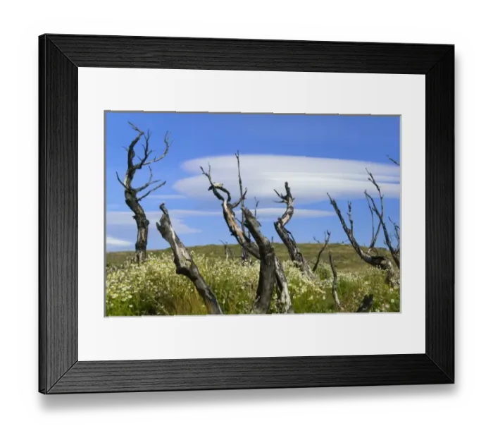 Framed Print : Dead burned tree with dramatic clouds in the blue sky, Torres del Paine National Park Framed Print : Dead burned tree with dramatic clouds in the blue sky, Torres del Paine National Park