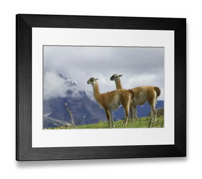 Framed Print : Guanaco on meadow under blue sky, mountain in mist in the distance, Torres del Paine National Park Framed Print : Guanaco on meadow under blue sky, mountain in mist in the distance, Torres del Paine National Park