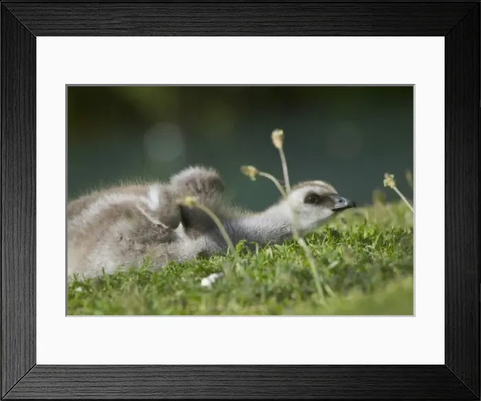 Framed Print : South America, Chile
