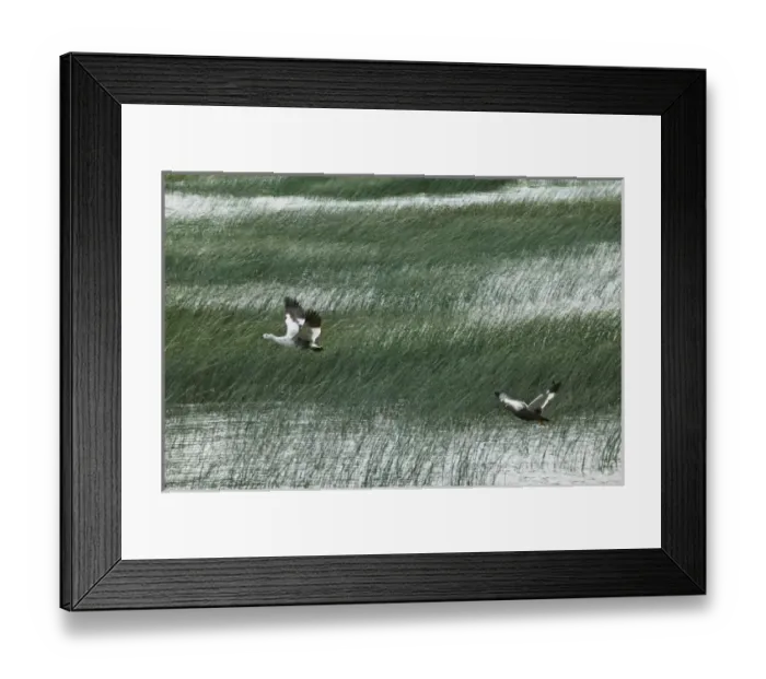 Framed Print : Upland Goose flying over wind blowing reeds on lake, Torres del Paine National Park