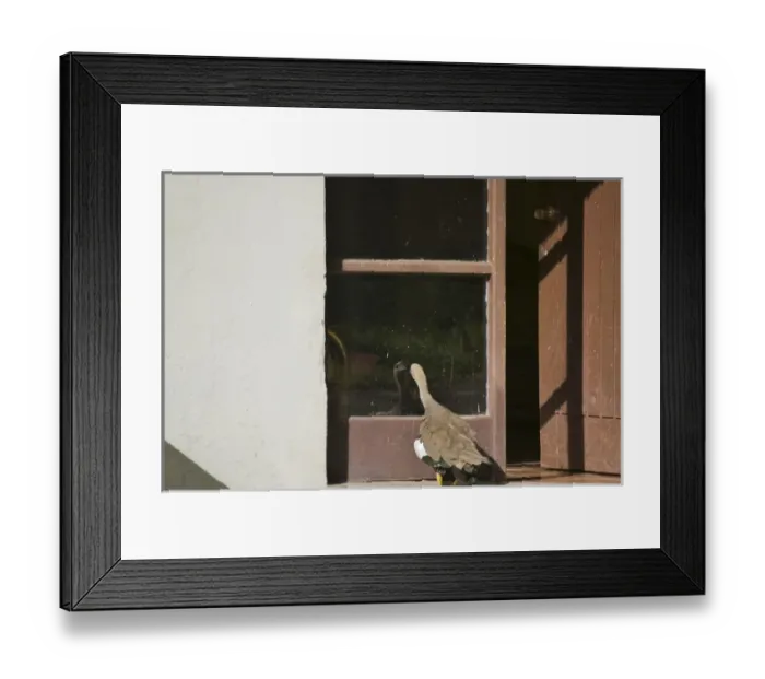 Framed Print : Upland goose look at its reflection in the door glass, Patagonia, Chile Framed Print : Upland goose look at its reflection in the door glass, Patagonia, Chile