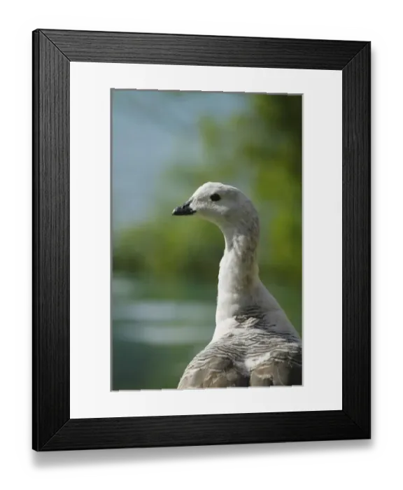 Framed Print : Closeup of Upland goose, Torres del Paine National Park, Patagonia, Chile Framed Print : Closeup of Upland goose, Torres del Paine National Park, Patagonia, Chile