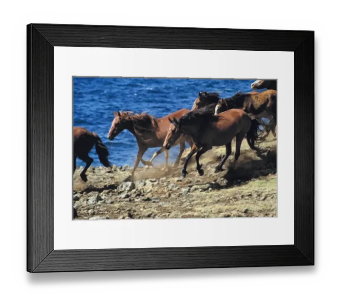 Framed Print : South America, Chile, Easter Island. Horses gallop along the rocky shores of Easter Island Framed Print : South America, Chile, Easter Island. Horses gallop along the rocky shores of Easter Island