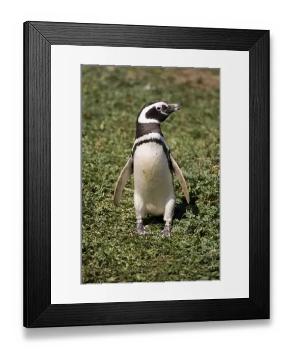 Framed Print : South America, Chile Framed Print : South America, Chile