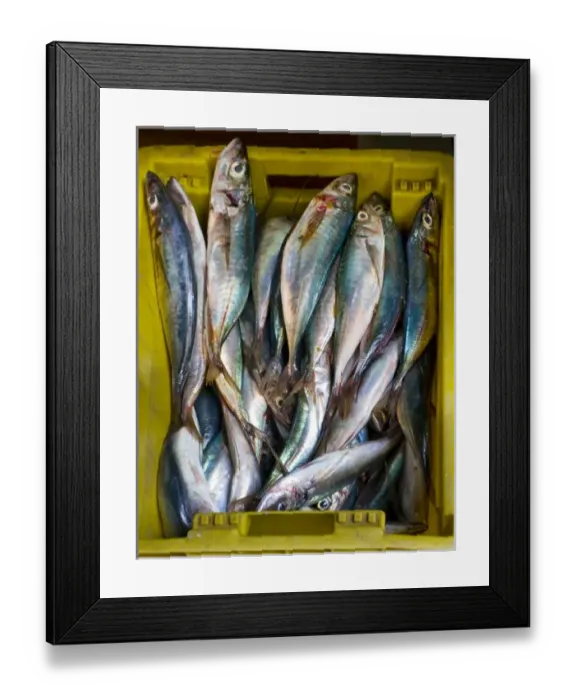 Framed Print : ValparaIso, Chile. South America. Fish for sale at market in Barrio el Puerto (Port District) Framed Print : ValparaIso, Chile. South America. Fish for sale at market in Barrio el Puerto (Port District)
