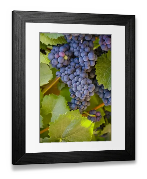 Framed Print : Chile. South America. Grapes in vineyard at Casa del Bosque Winery. Casablanca Valley Framed Print : Chile. South America. Grapes in vineyard at Casa del Bosque Winery. Casablanca Valley