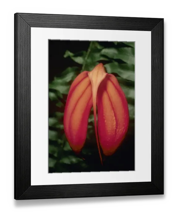 Framed Print : Orchid species, (Masdevallia ignea), Colombia