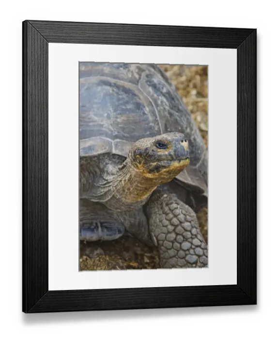 Framed Print : Central America, Ecuador Framed Print : Central America, Ecuador