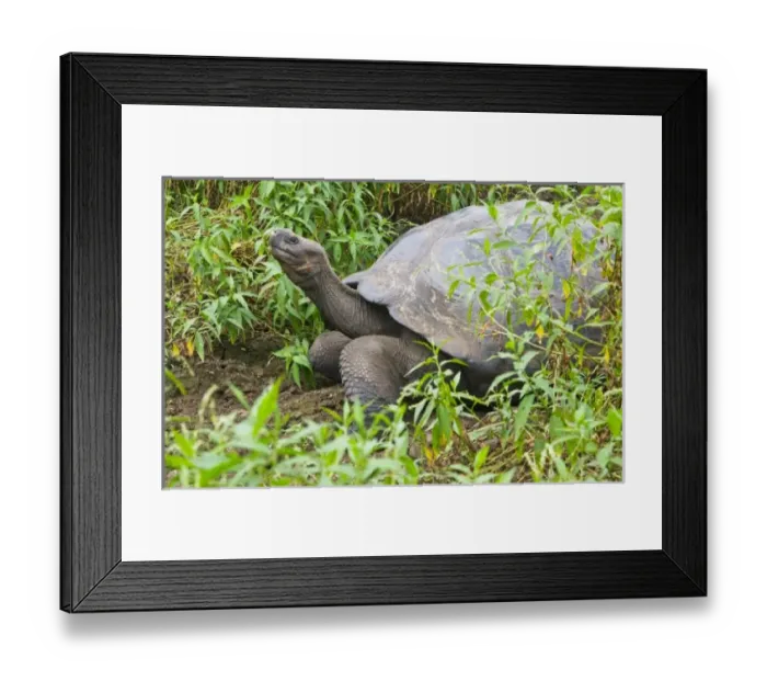Framed Print : Central America, Ecuador