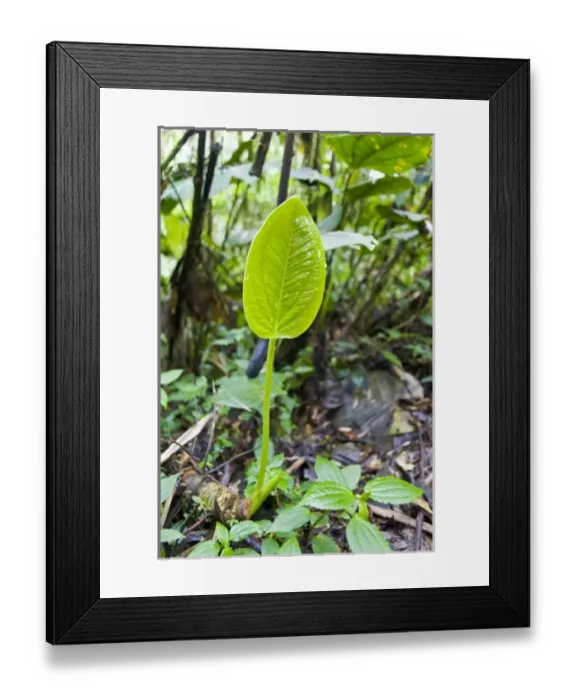 Framed Print : Central America, Ecuador Framed Print : Central America, Ecuador