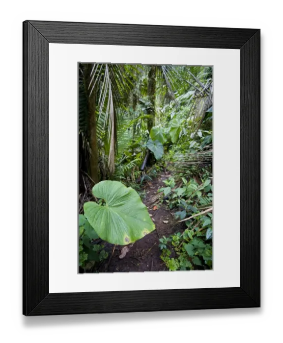 Framed Print : Ecuador, Quito. Bellavista Cloud Forest Reserve, just outside of Quito Framed Print : Ecuador, Quito. Bellavista Cloud Forest Reserve, just outside of Quito