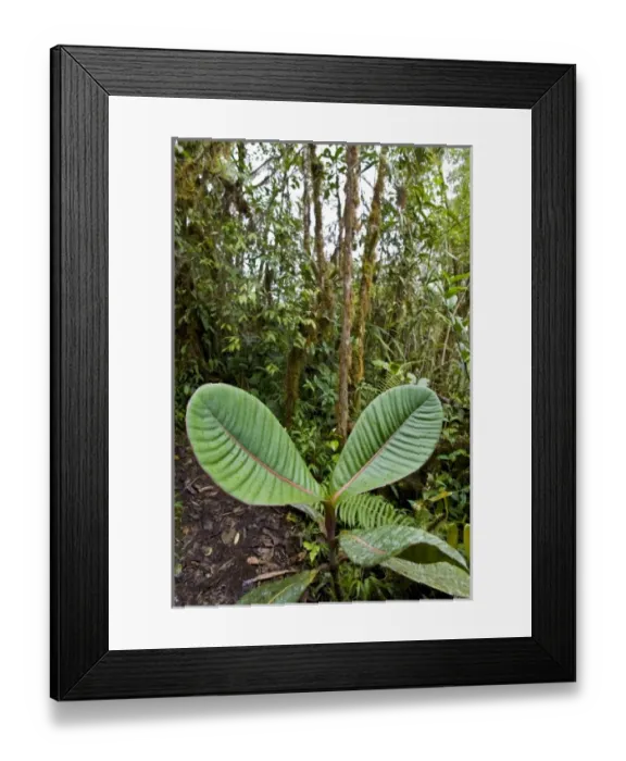 Framed Print : Central America, Ecuador Framed Print : Central America, Ecuador