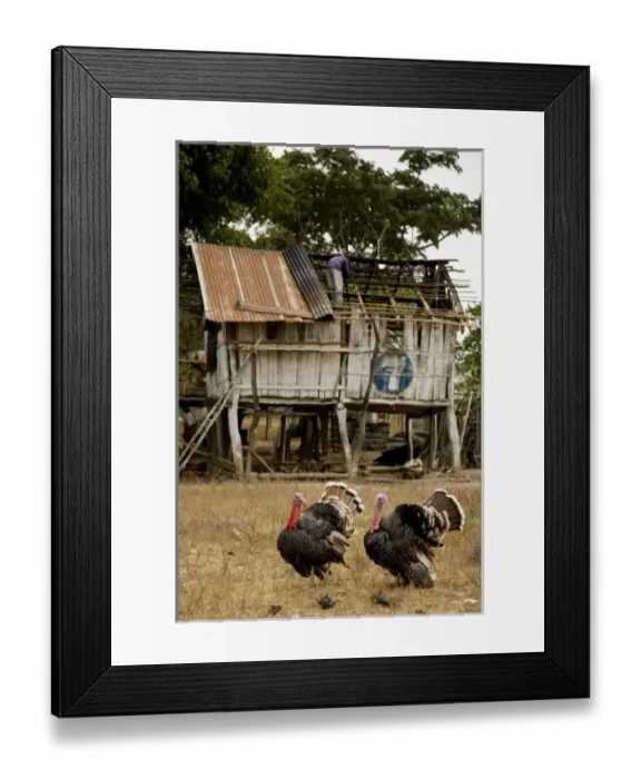 Framed Print : Unknown. South America, Ecuador, Las Mercedes Framed Print : Unknown. South America, Ecuador, Las Mercedes