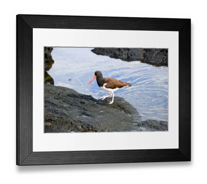 Framed Print : South America, Ecuador, Galapagos Islands, Fernandina Island, American Oystercatcher Framed Print : South America, Ecuador, Galapagos Islands, Fernandina Island, American Oystercatcher