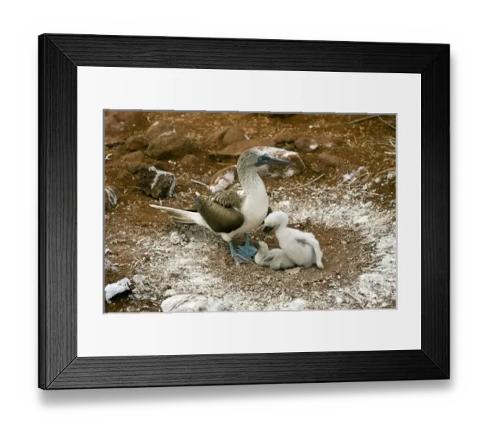 Framed Print : South America, Ecuador, Galapagos Islands, Blue-footed Booby with chicks at nest Framed Print : South America, Ecuador, Galapagos Islands, Blue-footed Booby with chicks at nest