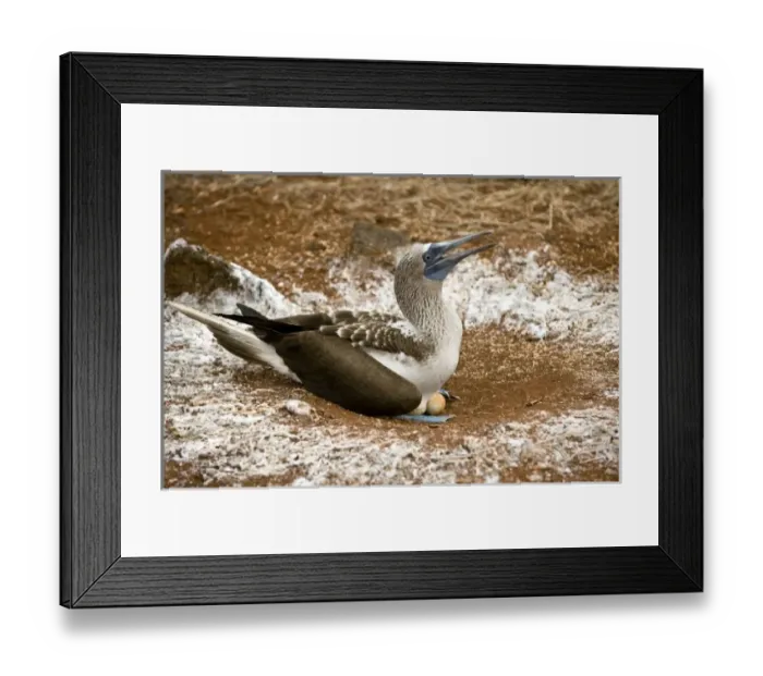 Framed Print : South America, Ecuador, Galapagos Islands, Blue-footed Booby, incubating eggs Framed Print : South America, Ecuador, Galapagos Islands, Blue-footed Booby, incubating eggs
