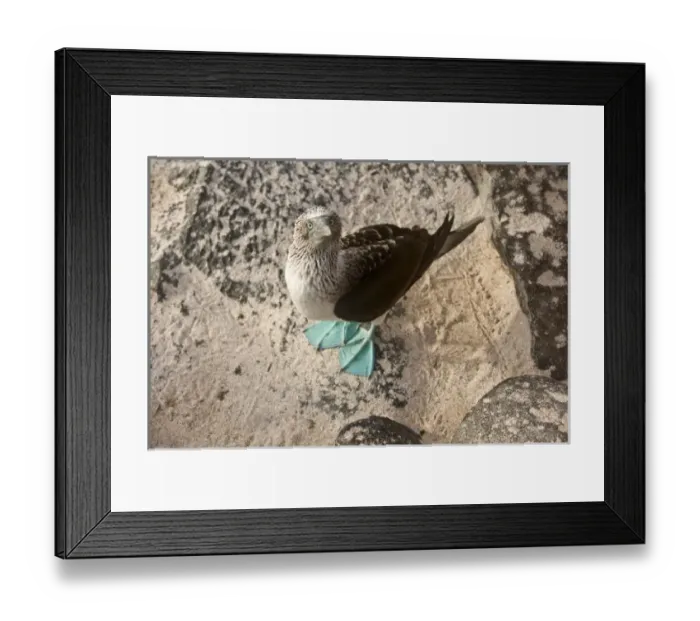Framed Print : Central America, Ecuador