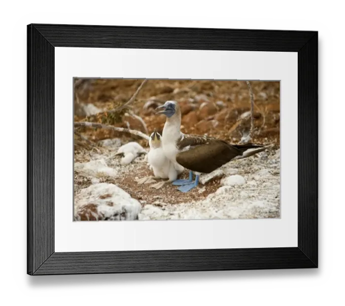 Framed Print : South America, Ecuador, Galapagos Islands, Blue-footed Booby with chicks at nest