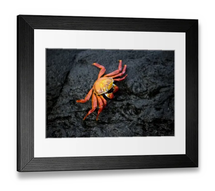 Framed Print : South America, Ecuador, Galapagos Islands, Sally Lightfoot Crab Framed Print : South America, Ecuador, Galapagos Islands, Sally Lightfoot Crab