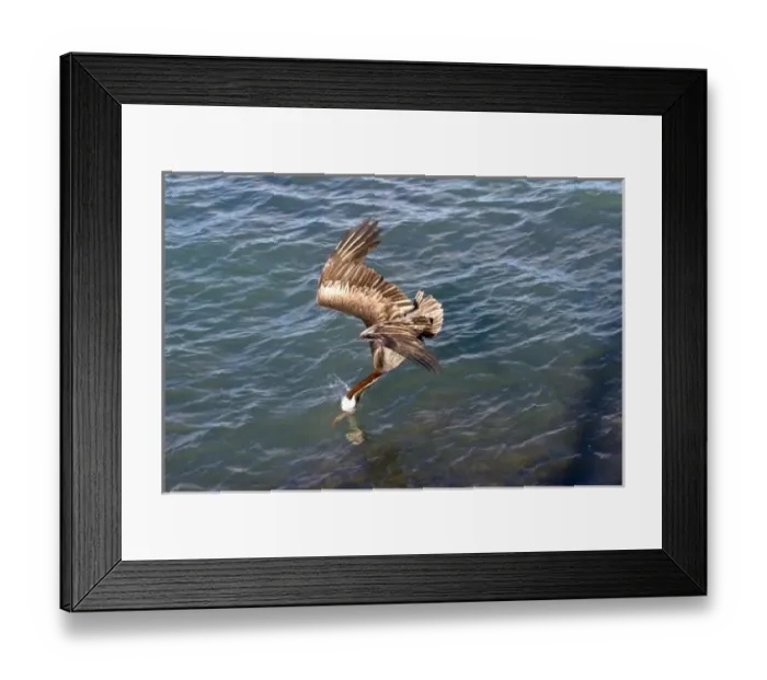 Framed Print : South America, Ecuador, Galapagos Islands, Brown Pelican, fishing, diving, just beak submerged