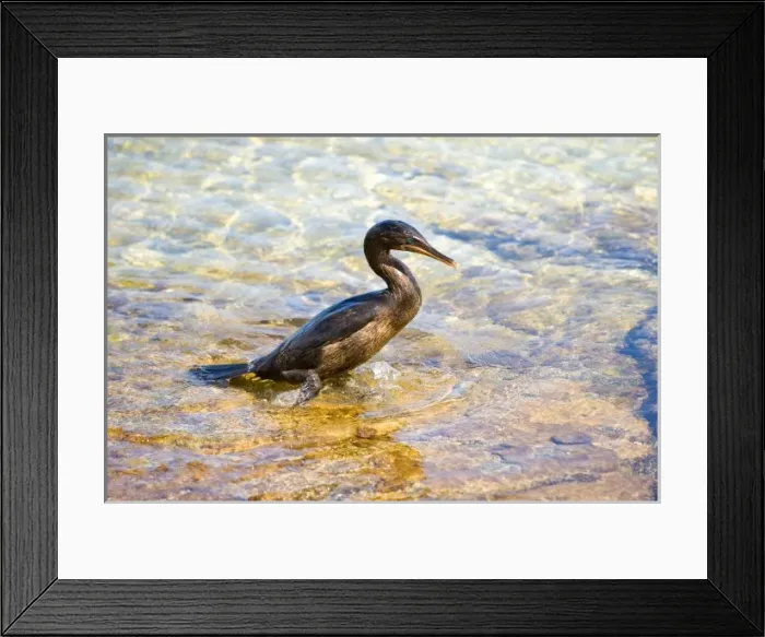 Framed Print : Central America, Ecuador Framed Print : Central America, Ecuador