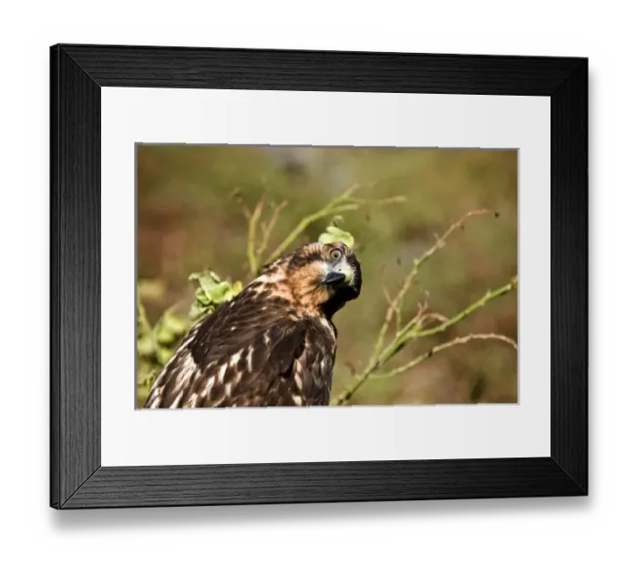Framed Print : Central America, Ecuador Framed Print : Central America, Ecuador