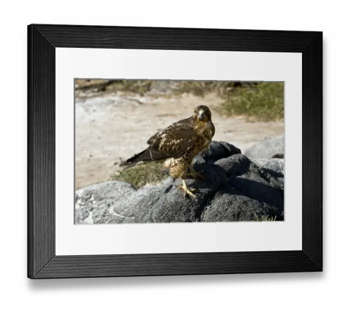 Framed Print : Central America, Ecuador Framed Print : Central America, Ecuador