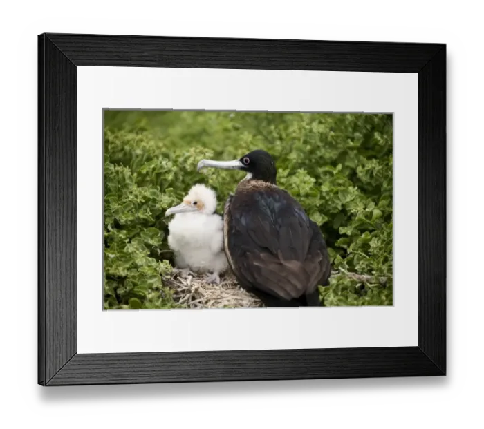 Framed Print : Central America, Ecuador