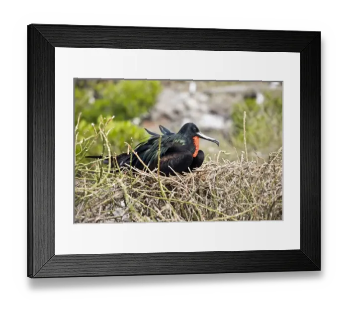 Framed Print : Central America, Ecuador Framed Print : Central America, Ecuador